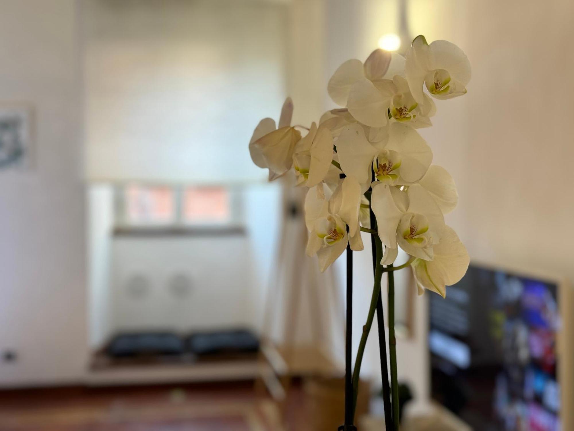 Apartamento Il Vicoletto Marino Exterior foto